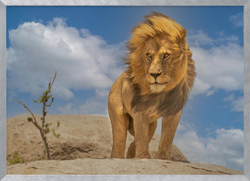 Majestic African Lion | Poster - Silver Frame Interior