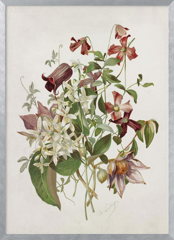 Clematis | Poster - Silver Frame Interior