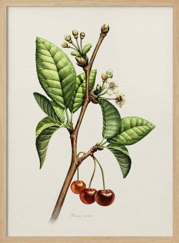 Sweet Cherry Botanical Branch | Poster - Wood Frame Interior