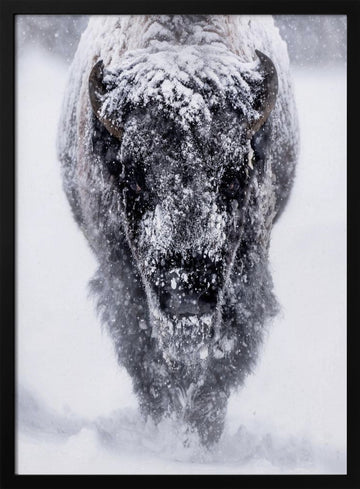 Majestic Bison Snowstorm | Poster - Black Metal Frame Interior