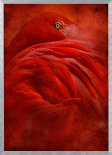 Vibrant Crimson Flamingo | Poster - Silver Frame Interior