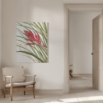 Quill Leaf Tillandsia From North American Wildflowers (1925) By Mary Vaux Walcott | Canvas - Room Interior 1