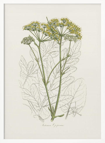 Opobalsam (pastinaca Opopanax)  Medical Botany | Poster - White Frame Interior
