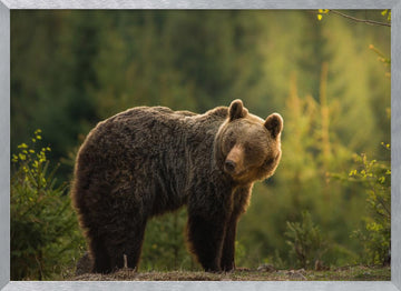 Bear in Golden Light | Poster - Silver Frame Interior
