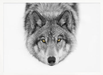 Yellow Eyed Wolf Gaze | Poster - White Frame Interior
