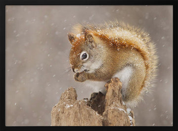Snowy Red Squirrel | Poster - Black Metal Frame Interior