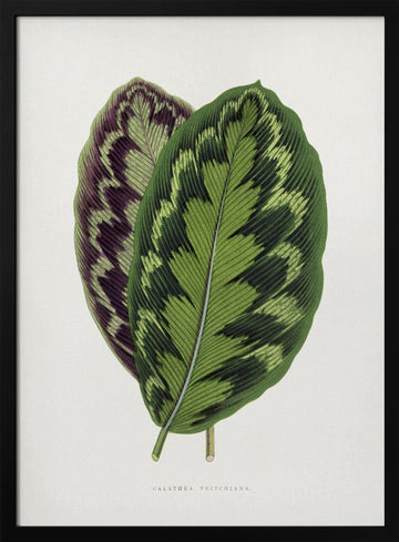 Calathea Veitchiana Leaf Illustration | Poster - Black Metal Frame Interior