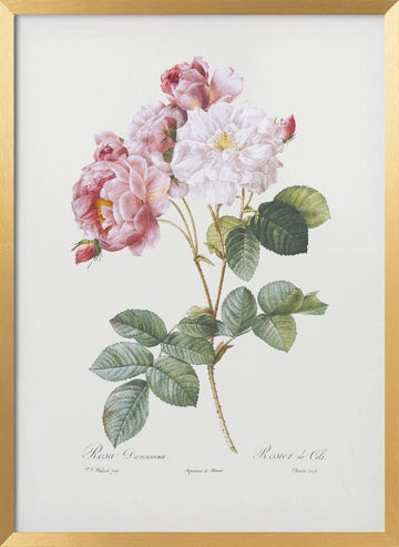 Rosebush, Les Roses (1817–1824) | Poster - Gold Frame Interior