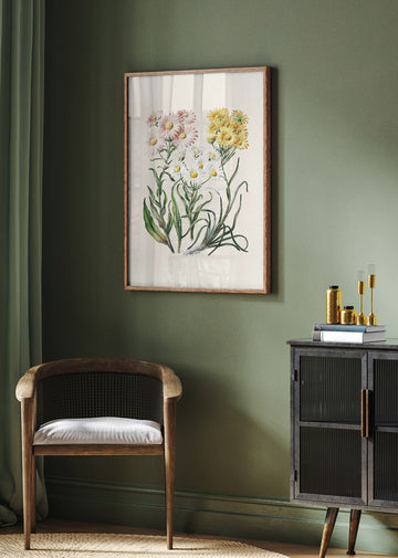 New Zealand Snow Groundsels Drawn By Featon (1848–1927) | Poster - Room Interior 2