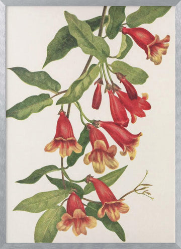 Crossvine From North American Wildflowers (1925) By Mary Vaux Walcott | Poster - Silver Frame Interior