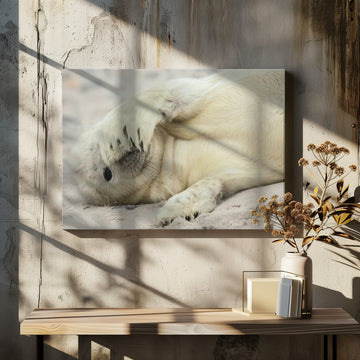 Shy Baby Seal | Canvas - Room Interior 2