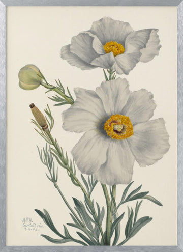 Matilija Poppy | Poster - Silver Frame Interior