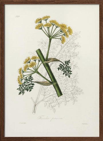 Ferula Persica Medical Botany | Poster - Walnut Frame Interior