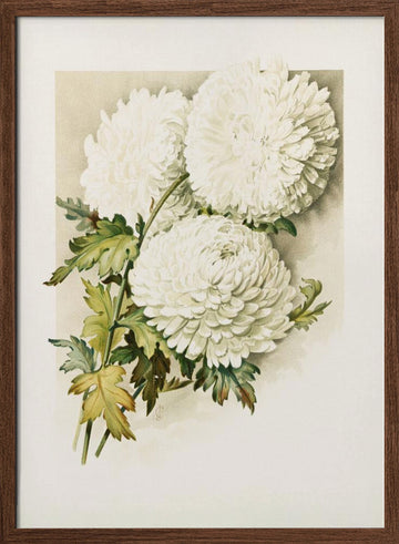 Chrysanthemums for Christmas Eve | Poster - Walnut Frame Interior