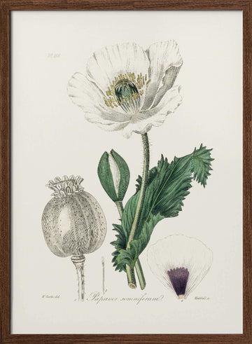 Opium Poppy (papaver Somniferum) Medical Botany | Poster - Walnut Frame Interior
