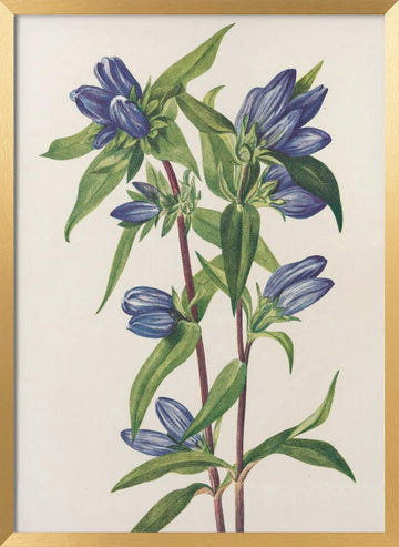 Bottle Gentian From North American Wildflowers (1925) By Mary Vaux Walcott | Poster - Gold Frame Interior