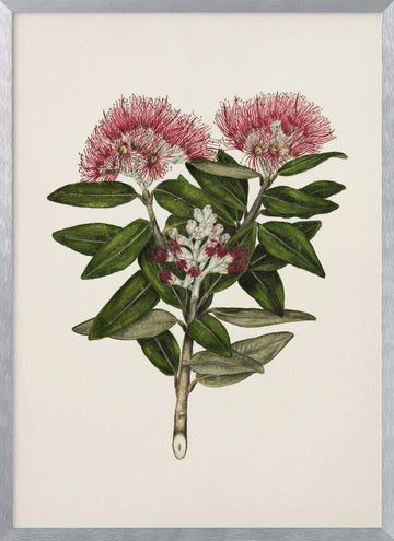 Pohutukawa   Metrosideros Tomentosa Drawn By Sarah Featon (1848–1927) | Poster - Silver Frame Interior
