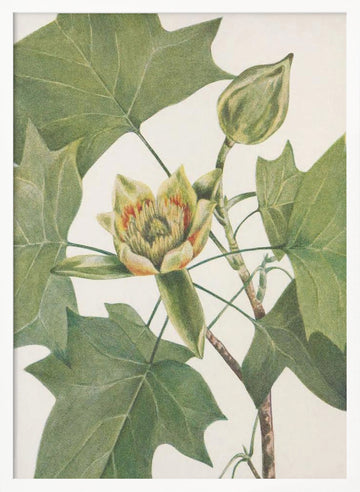 Tulip Tree From North American Wildflowers (1925) By Mary Vaux Walcott. | Poster - White Frame Interior