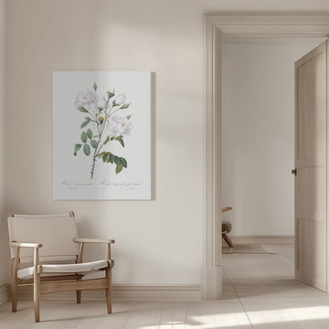 Rosa Gallica Pontiana, Les Roses (1817–1824) | Canvas - Room Interior 1