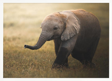 Walking Elephant Calf | Poster - White Frame Interior