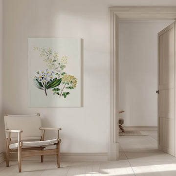 Senecio Drawn By Sarah Featon (1848–1927) | Canvas - Room Interior 1