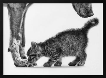 Gentle Dog Kitten | Poster - Black Metal Frame Interior