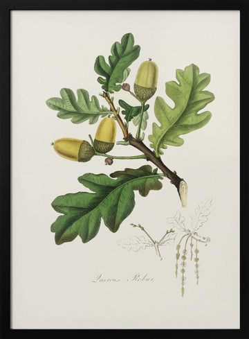 English Oak (quercus) Medical Botany | Poster - Black Metal Frame Interior