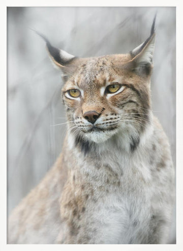 Intense Lynx Portrait | Poster - White Frame Interior