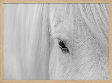 White Horse Gaze | Poster - Wood Frame Interior
