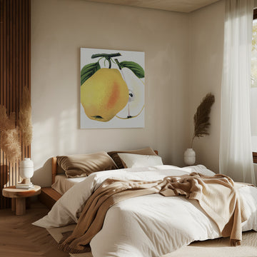 Kiefer's Hybrid Pear Lithograph | Canvas - Room Interior 2