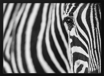 Zebra's Intense Eye | Poster - Black Metal Frame Interior
