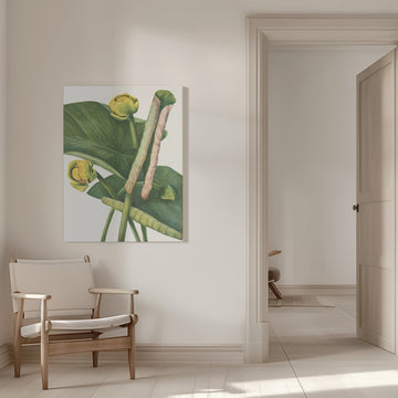 Spatterdock From North American Wildflowers (1925) By Mary Vaux Walcott. | Canvas - Room Interior 1