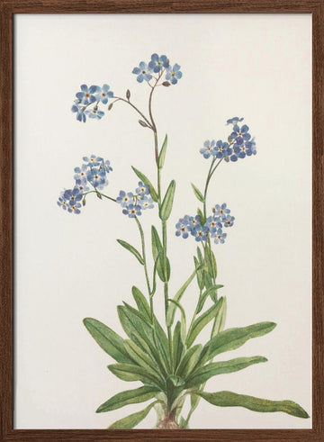 Alpine Forget Me Not From North American Wildflowers (1925) By Mary Vaux Walcott | Poster - Walnut Frame Interior