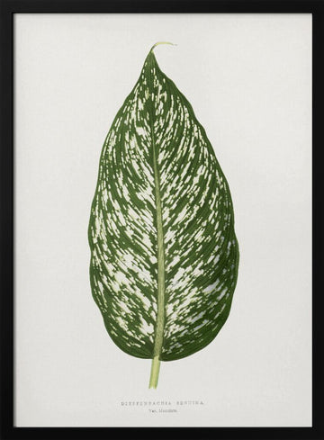 Dieffenbachia Seguina Leaf Illustration | Poster - Black Metal Frame Interior