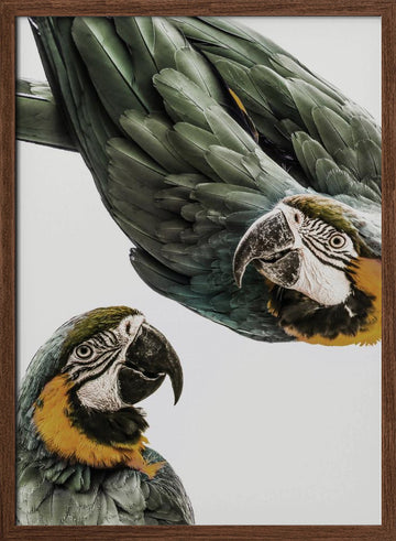 Vibrant Parrot Duo | Poster - Walnut Frame Interior