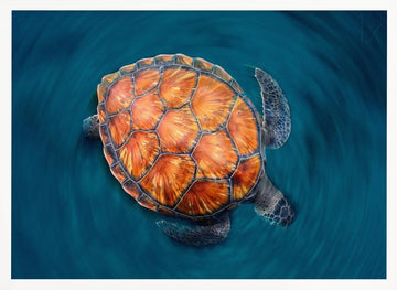 spin turtle | Poster - White Frame Interior