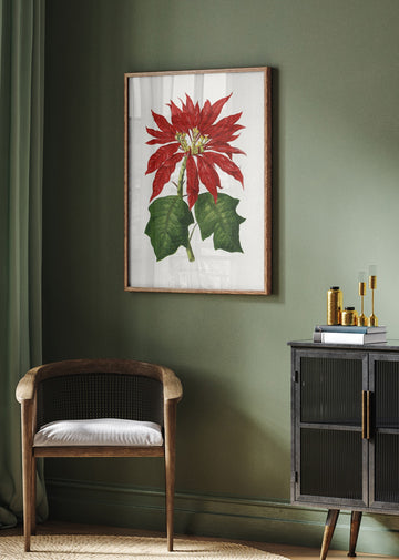 Poinsettia Pulcherrima Leaf Illustration | Poster - Room Interior 2
