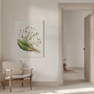 Senecio Hectori Drawn By Sarah Featon (1848–1927) | Canvas - Room Interior 1