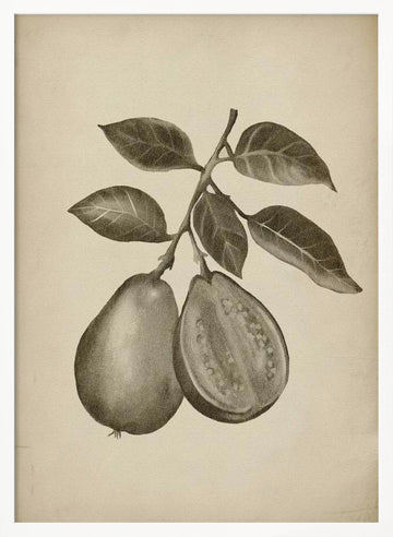 Guava Botanical Study | Poster - White Frame Interior