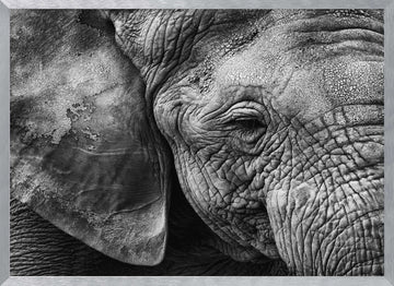 Textured Elephant Portrait | Poster - Silver Frame Interior