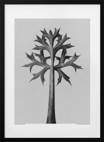 Eryngium Bourgatii | Poster - Black Metal Frame Interior