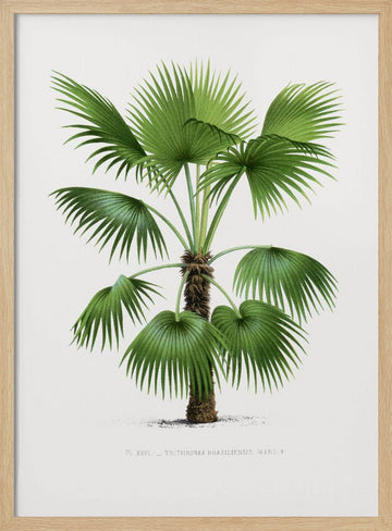 Xxvi Trithrinax B | Poster - Wood Frame Interior