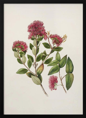 Rata By Sarah Featon (1848–1927) | Poster - Black Metal Frame Interior