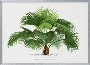 Livistona C | Poster - Silver Frame Interior