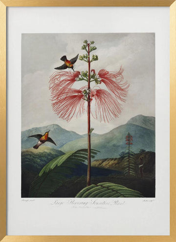 Large–Flowering Sensitive Plant from The Temple of Flora (1807) | Poster - Gold Frame Interior