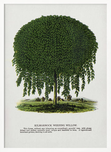 Kilmarnock Weeping Willow Tree Lithograph | Poster - White Frame Interior