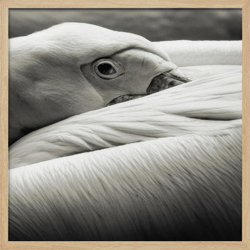 Calm Pelican Close-up | Poster - Wood Frame Interior