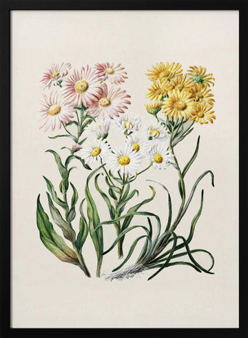 New Zealand Snow Groundsels Drawn By Featon (1848–1927) | Poster - Black Metal Frame Interior