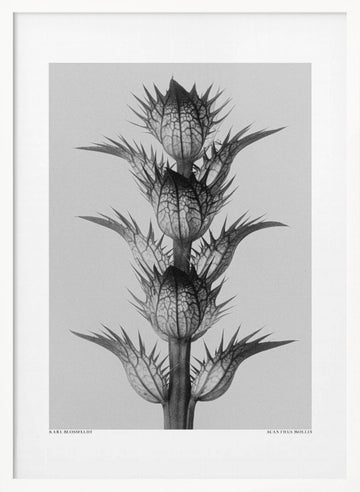 Acanthus mollis | Poster - White Frame Interior