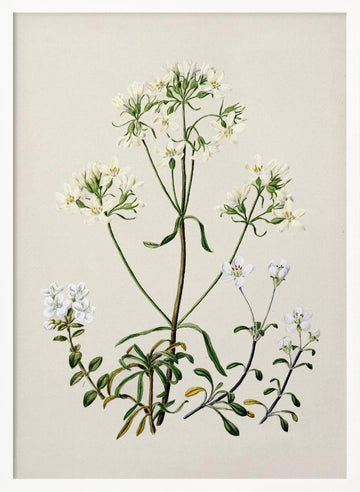 New Zealand Gentiana Drawn By Sarah Featon (1848–1927) | Poster - White Frame Interior